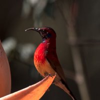 Гульдова нектарница :: Yudong Liu