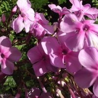 Флоксы :: Freddy 97