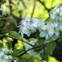 Весенние  цветы :: Валентин Семчишин