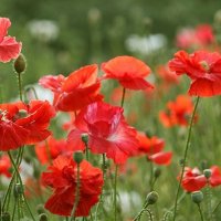 На полянке лето :: елена беликова