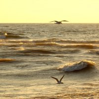 В поисках добычи :: Валерий 