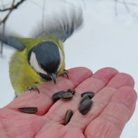 Сбоку припеку :: Александр Чеботарь