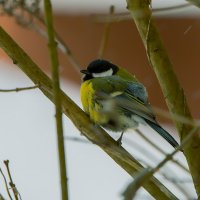 Братья наши меньшие. :: Николай Феофанов
