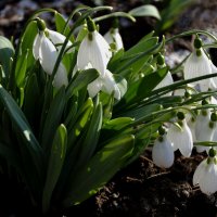 Посланники весны :: Надежда Куркина 