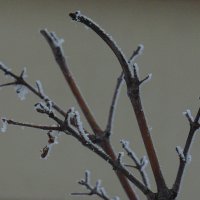 "Февраль... Достать чернил и плакать..." Б.Пастернак :: Syntaxist (Светлана)