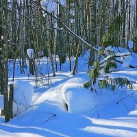 Март....Голубой день в лесу! :: Владимир 