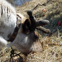 Сено с яблочками. :: nadyasilyuk Вознюк