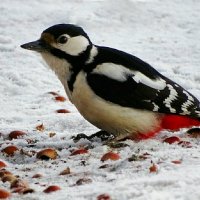 Повезло дятлу с орехами. :: Милешкин Владимир Алексеевич 