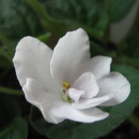 Фиалка :: Елена Семигина