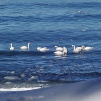 Лебеди, февраль, Балтийское море, Калининградская область :: Рита Симонова
