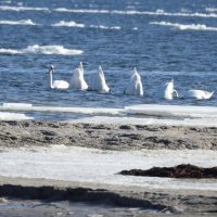 весна :: ИННА ПОРОХОВА