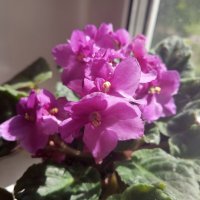 Фиалки :: Елена Семигина