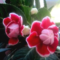 Глоксинии :: Елена Семигина