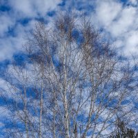 Весеннее небо :: Наталья Димова
