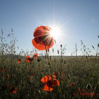 Природа Крыма :: Изумительная Космея