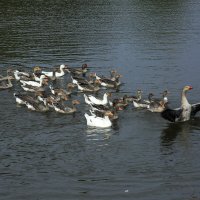 Тренер :: Владимир Гришин