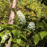 Черёмуха :: Валентин Семчишин
