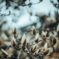 Бутоны магнолии :: Дмитрий 