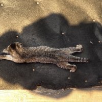 тотемное животное :: Ольга Косачова