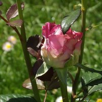 Роза :: Freddy 97