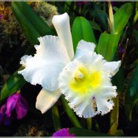 Белая Каттлея. :: Лия ☼