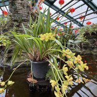 В оранжерее :: Любовь 