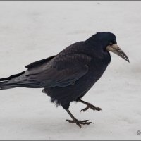 Грач :: Михаил Кобзев