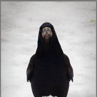 Грачь анфас. :: Михаил Кобзев