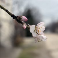 Миндаль цветёт на Виноградной... :: Валерий Басыров