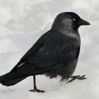 Шагая по снегу :: Андрей Снегерёв