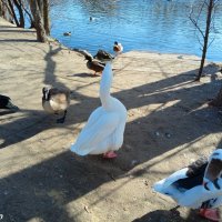 Март в ростовском зоопарке :: Нина Бутко