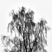 Графический этюд :: Игорь Викторов