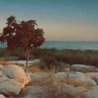 *** :: Елена Алексеева