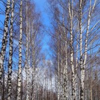 Начало марта :: Наталья ***