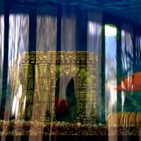 Аквариум :: Мишель71 