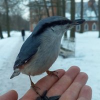 Поползень :: Сапсан 