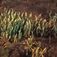 Подснежник :: Сапсан 