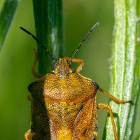 Лето. Макро :: Владимир Лазарев