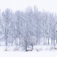 Деревья в метель :: Илья Шенгелия