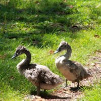 "гадкие утята"....)))(будущие лебеди!...) :: Александр Герасенков