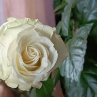 белая королева :: Галина R...