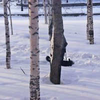 Март..Собака катается на спине по снегу- к большому морозу! :: Владимир 