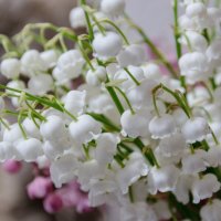 С наступающим Праздником, дорогие женщины! :: Виктор Иванович Чернюк