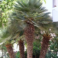 Сады Барселоны. :: Владимир Драгунский