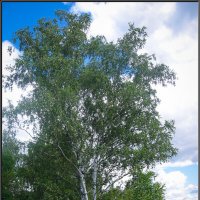 Берёзка. :: Александр Дмитриев