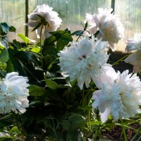 Пион :: Александр Силинский