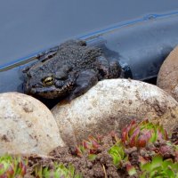Загорает. :: ВикТор Быстров