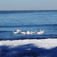 Лебеди, февраль, Балтийское море, Калининградская область :: Рита Симонова