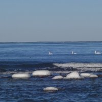 Лебеди, февраль, Балтийское море, Калининградская область :: Рита Симонова