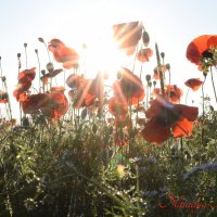 Природа Крыма :: Изумительная Космея